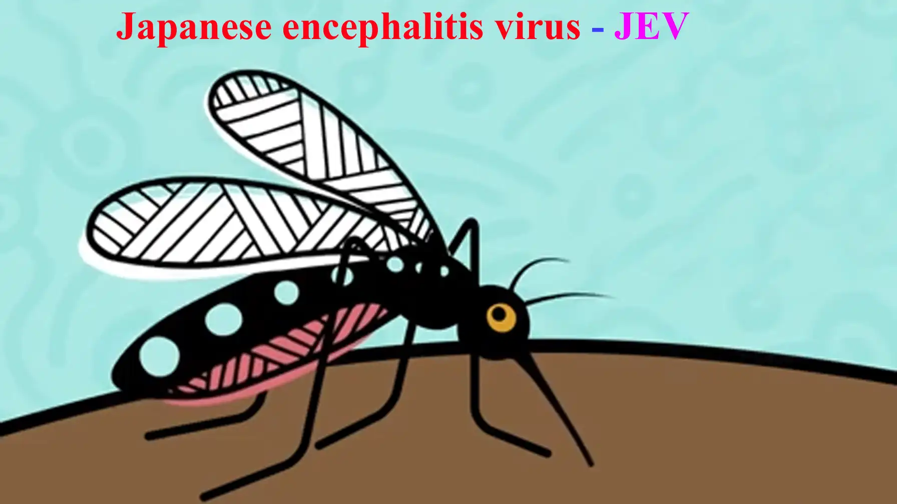 Japanese encephalitis virus (JEV)